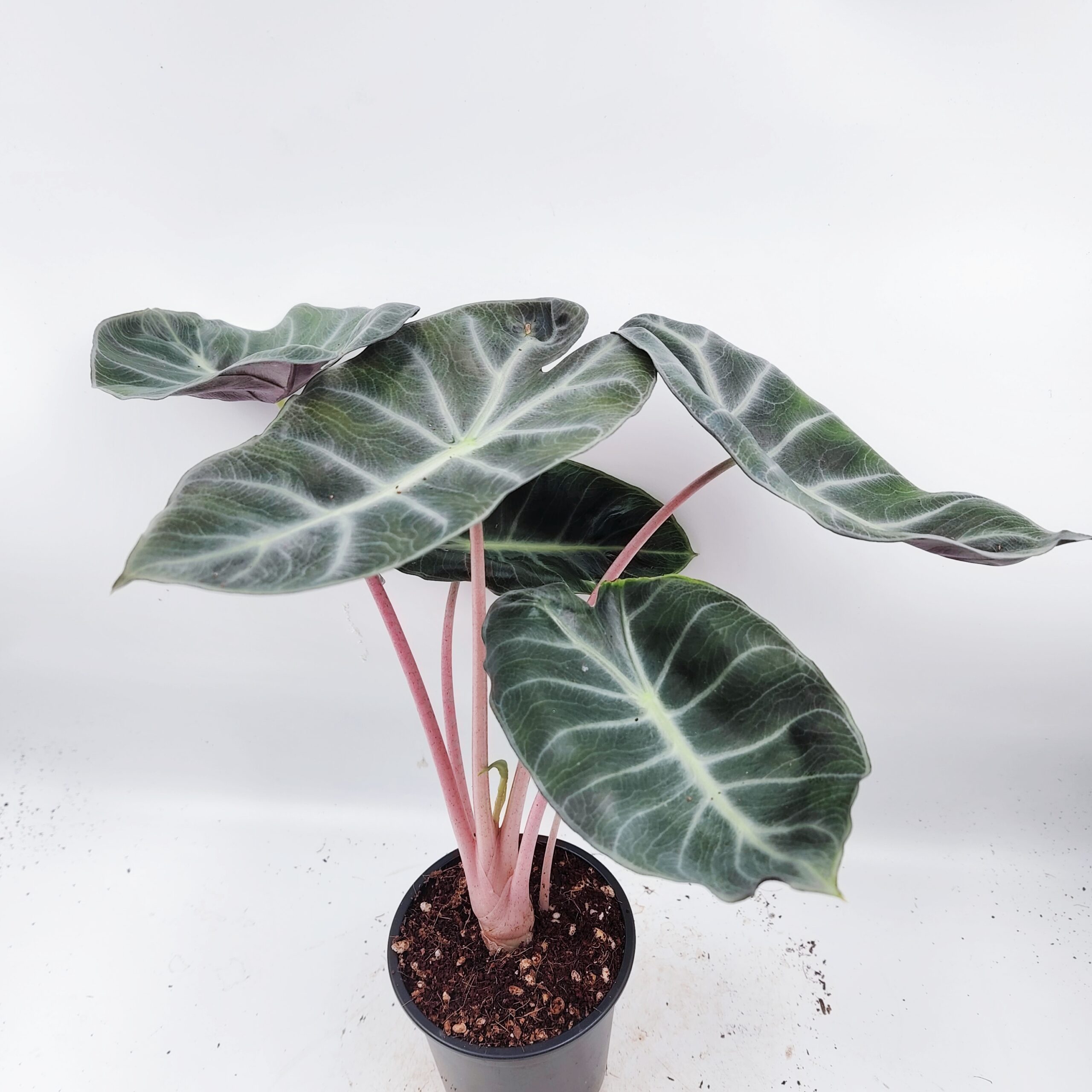 Алоказия пинк драгон alocasia pink dragon d6см